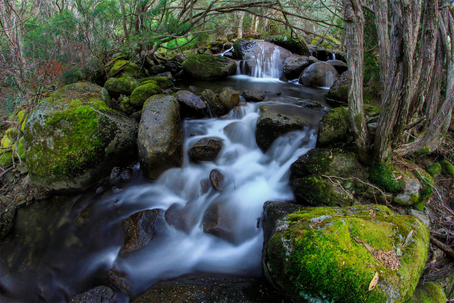 pixy forest