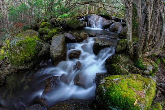 pixy forest