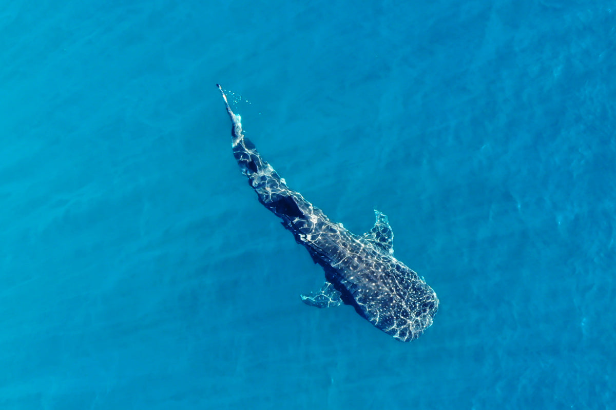 Whale Shark —  750 x 500mm glass print